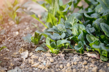 Close-up of spinach grown in a vegetable garden in spring