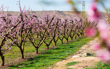 Blossoming of peach in the fields and meadows of Europe in the spring