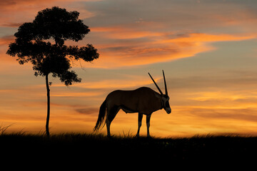  Silhouette oryx animal widelife standing near bigtree on grass field in evening time sunsky background.
