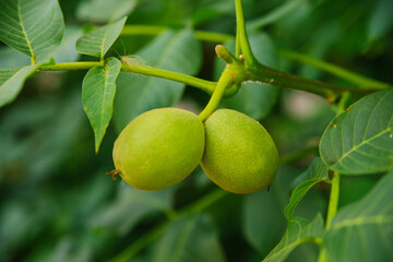A green walnut is hanging on a branch. An unripe fruit of a nut. Gardening and gardening.