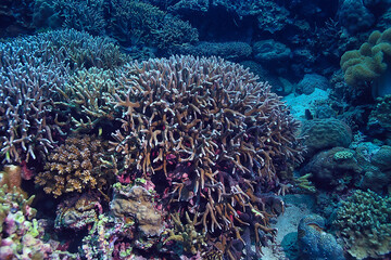 Naklejka na ściany i meble underwater sponge marine life / coral reef underwater scene abstract ocean landscape with sponge