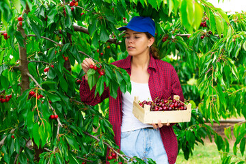 Focused girl farmer working in a fruit nursery plucks cherries, putting fruit in a crate.