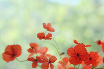 Poppies in the field like a flock of moths