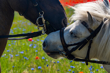 Ein Pony und ein Pferd schmusen mit einander