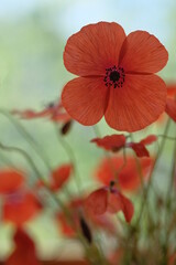 Four petals of a large red poppy