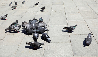 many pigeons in the square