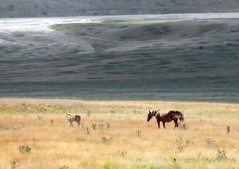 horses in the wild with mum controlling her foal in the immense boundless prairie with dry grass