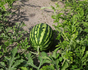 ripe green watermelon in the field with very fertile sandy soil