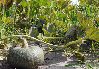 green pumpkin in the cultivated field with the sandy soil which makes it very fertile