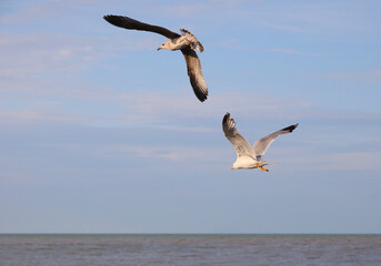 pair of male and female seagulls flying high in the blue sky
