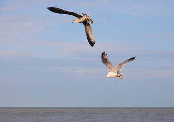 Fototapeta na wymiar pair of male and female seagulls flying high in the blue sky
