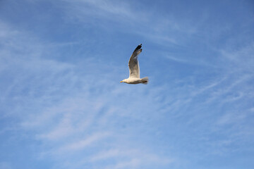 Seagull bird flying high in the sky symbol of freedom