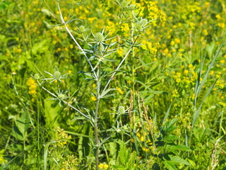 The nature of Russia. Thistle flowers growing by the river.