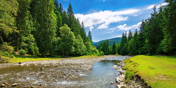summer landscape with mountain river. water flows down the valley among grassy shore with stones and spruce forest. sunny weather with clouds on the sky