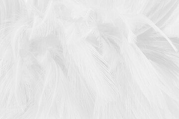 White grey color bird feather pattern texture for background and design.