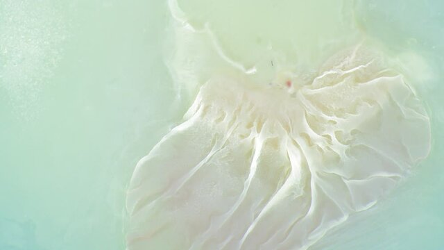 Experiment on growing biofilm from microorganisms