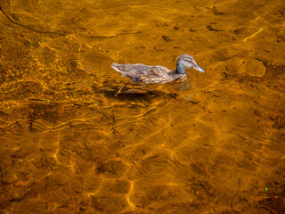 Duck in Trillium Lake July 2021