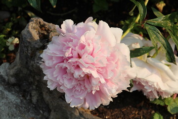 Pink Peony In Bloom, Banff National Park, Alberta