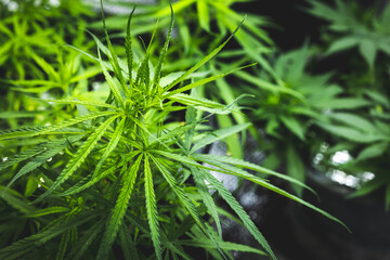 Marijuana plant  grow operation indoor. Cannabis cultivation in plots. Herbal alternative medicine, cbd oil concept.