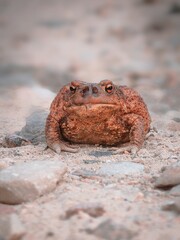 lizard on the ground