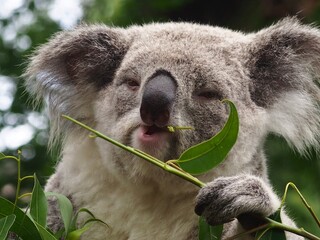 Charismatic Koala nibbling on Eucalyptus leaves.