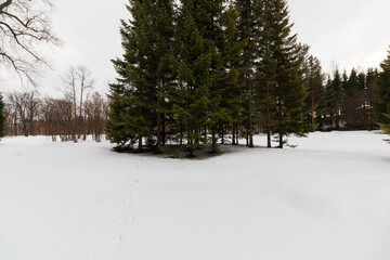 park in the city of pushkin