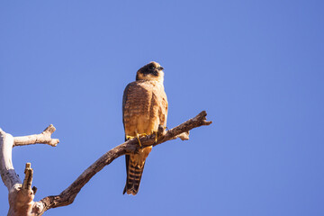 A medium-sized blackish grey falcon with a dark head with a light half-collar that does not extend all the way across the back of its neck known as an Australian Hobby (Falco longipennis)