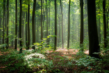 morning in the green forest © Piotr Krzeslak