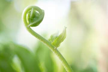 Close up detail of a fern with sunlight in the morning.