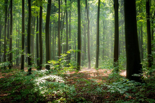 morning in the green forest