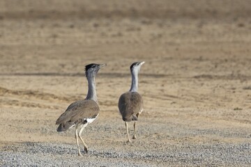 Obraz premium A large mainly grey-brown bird, speckled with dark markings, with a pale neck and black crown, a slight crest and a white eye-brow known as the Australian Bustard (Ardeotis australis)