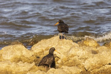 A large wader with entirely black plumage, bright orange-red bill, eye-ring and iris and coral pink legs and feet known as the Sooty Oystercatcher (Haematopus fuliginosus)