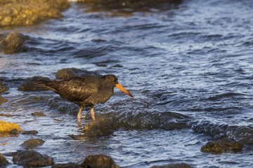 A large wader with entirely black plumage, bright orange-red bill, eye-ring and iris and coral pink legs and feet known as the Sooty Oystercatcher (Haematopus fuliginosus)