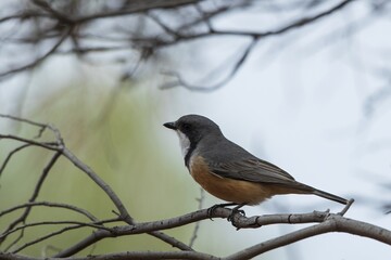 A male Rufous Whistler (Pachycephala rufiventris) perched on a branch