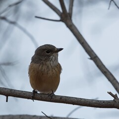 A female Rufous Whistler (Pachycephala rufiventris) perched on a branch