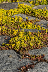 thick green mosses grew on rock paved shore line under the morning sun