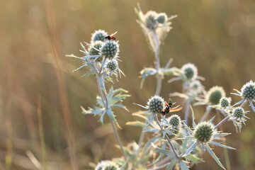 A field plant with an insect on a bud on a background of dry grass on a summer sunny day