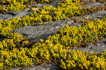 thick green mosses grew on rock paved shore line under the morning sun