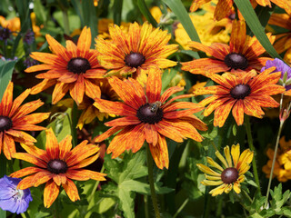 Rudbeckia hirta 'Chocolat Orange' - Rudbeckies hérissées ou marguerites aux yeux noirs bicolore chocolat noir et jaune orange vif, coeur marron foncé, sur haute tige rigide et poilue