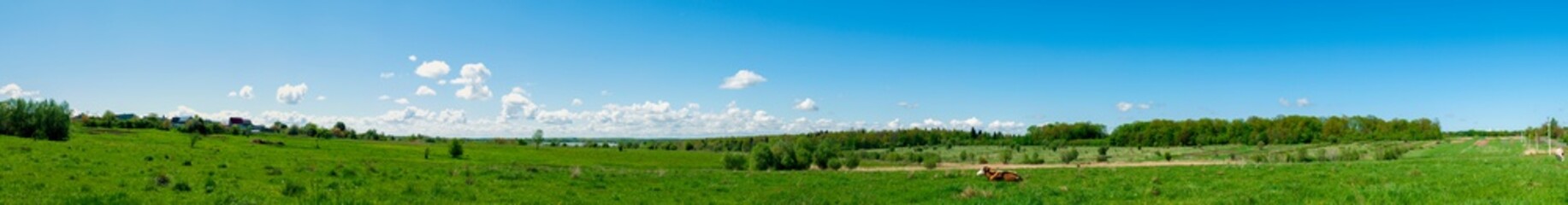 Panorama of green pasture with a cow. Summer warm day on a background of blue sky with clouds. © mikhailgrytsiv
