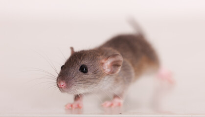 baby rat close up
