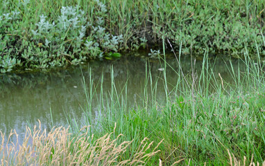 Priel im Wattenmeer vor einem Sandstrand an der Nordseeküste in Sankt Peter-Ording