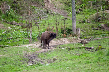 Żubr w naturalnym środowisku