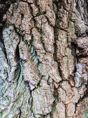 Bark texture macro photo. Wood image drawing rough dirty texture for background. Nature park ecology concept. Aging effect. photo of a tree old detailed large Plants in the forest beautiful landscape