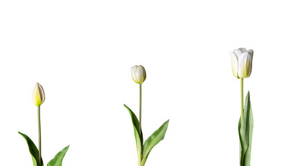 Three white tulip flower growth isolated on white background with clipping path