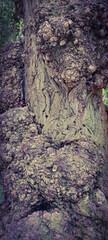 Bark texture macro photo. Wood image drawing rough dirty texture for background. Nature park ecology concept. Aging effect. photo of a tree old detailed large Plants in the forest beautiful landscape