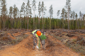 A forest worker is planting coniferous seedlings at the site of a cut forest. Real people work.