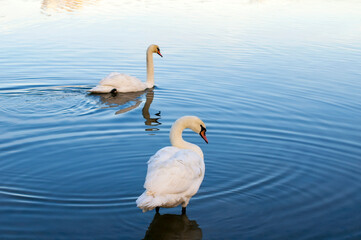 White swans stand in the water. Reflections of the golden sun in a blue pond.