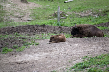 Żubry krowa z cielakiem w naturalnym środowisku   © Monika