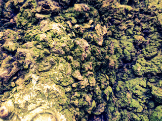 Bark texture macro photo. Wood image drawing rough dirty texture for background. Nature park ecology concept. Aging effect. photo of a tree old detailed large Plants in the forest beautiful landscape